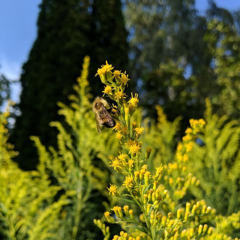 A bumble bee on tiny clusters of yellow flowers.