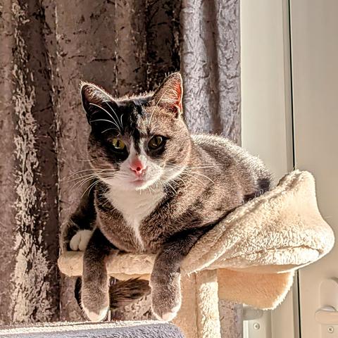 A grey and white cat perched on top of a cat tree, lit from the side by bright morning sunlight