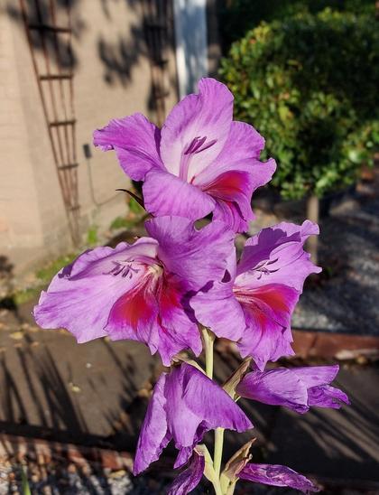 The top of a gladiolus spike, showing three beautiful light purple flowers, which have cerise inners. They're really pretty!