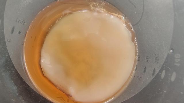Bovenaanzicht van 'scoby' in plastic bakje: een platte geel-wittige zwam die ontstaat bij 1e fermentatie van kombucha. 