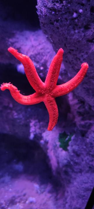 Étoile de mer rouge vif accrochée à une paroi rocheuse violette dans un aquarium, ses bras déployés contrastant avec l’éclairage bleu et mauve de l’eau