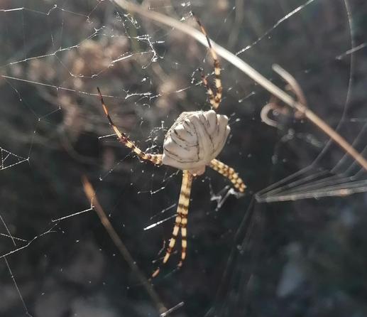 Rückseite derselben Spinne - weisser Körper mit dunklen Einkerbungen.