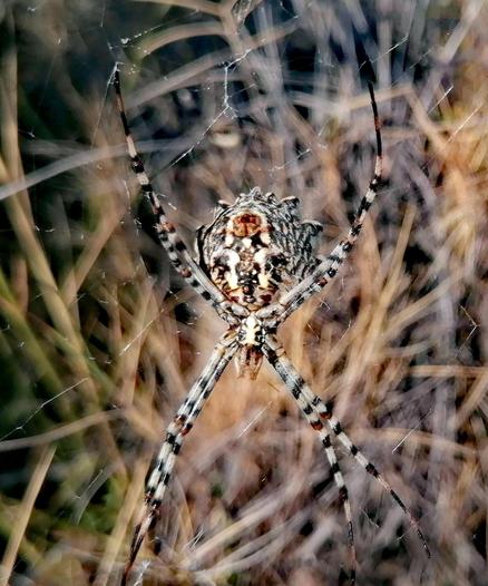 Grosse Spinne in ihrem Netz mit getigerten langen Beinen. Vorderseite mit braun weiss schwarzem Muster auf dem Laib.