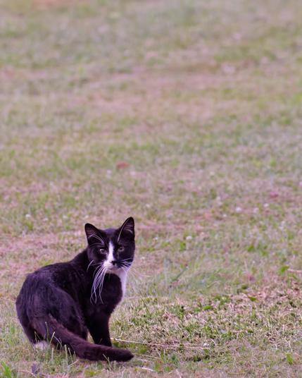 A black caat with a white patch on its front that extends past its nose looks at me over its shoulders;  the cat fills the bottom left 1/9 of the frame and the rest is a field of close cropped grass gradually getting defocused up towards the top.
