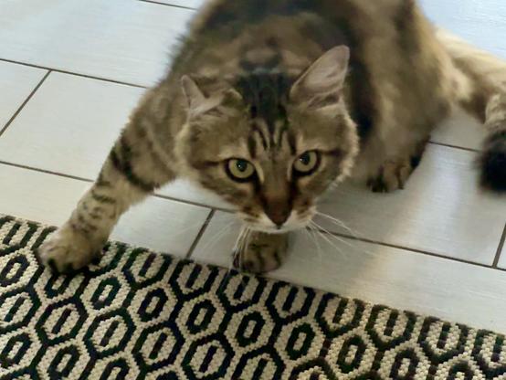 A striped fluffy tabby cat with large eyes is getting up from the tiled floor.