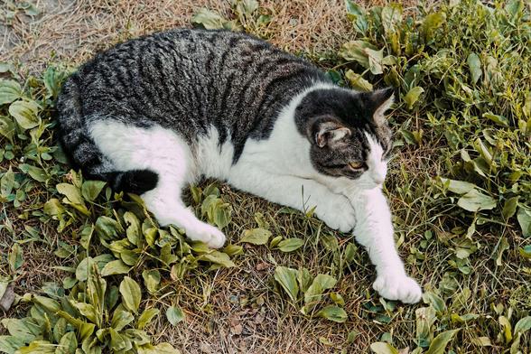 Dark striped cat with a lot of white on her belly, front, ruff and area above nose lays on the ground looking forward and to the right with her left (your right) front leg stretched forward and her leg held close to her body and right front paw.  Behind her in the upper left is a barespot but the rest of the picture is a thin grass lawn with a lot of herbacious weeds