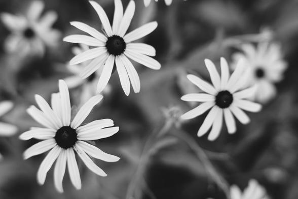 Monochrome image with a triangle of three flowers with dark cores and bright ray perals with fine radial lines,  the closest two are super-sharp with one further away being less sharp and then a few more in the deep background blurred out not to mention some stems ands buds and stuff