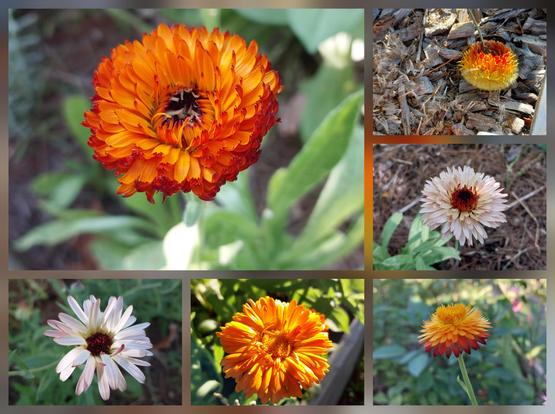Collage of six small blooms with lots of delicate petals. Mostly calendula, but top right & bottom right are strawflower