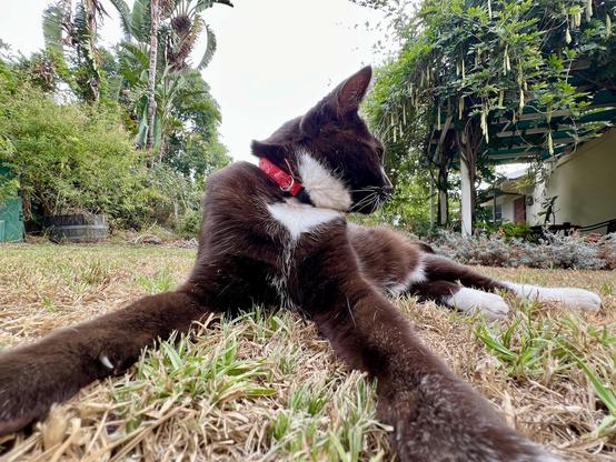 Brown tuxedo cat laying on grass, each front paw reaching out towards the camera while he looks away. The wide-angle lens used on the shot makes his arms looks incredibly long