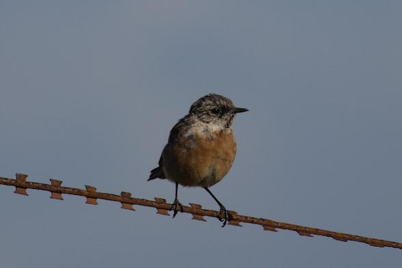 European Stonechat (Saxicola rubicola) young adult male sitting on a string of razorwire. 