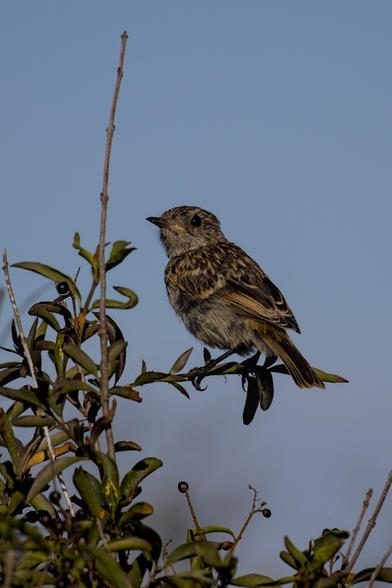 European Stonechat (Saxicola rubicola) juvenile sitting on a branch of a berry bush.