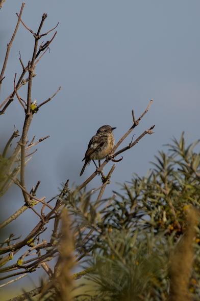 European Stonechat (Saxicola rubicola) immature or female sitting on a branch surrounded by some bushes.