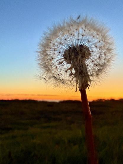 A dandelion puff is silhouetted against the sun set sky behind