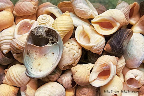 A diverse assortment of seashells displays a range of natural colours and textures. The shells vary in shape and size, creating an engaging visual arrangement. Their soft pastel hues are set against a neutral background.