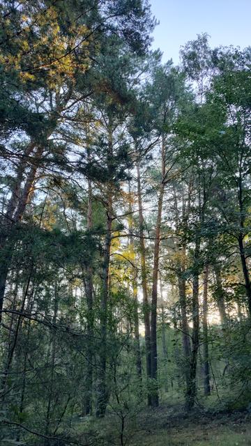 Die ersten Sonnenstrahlen strahlen durch das grüne Laub der Bäume.