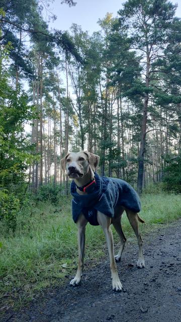 Nach dem Training: Ein blonder Hund mit grünem Wollmantel steht auf einem Waldweg. Hinter ihm scheinen die ersten Sonnenstrahlen durch Bäume.