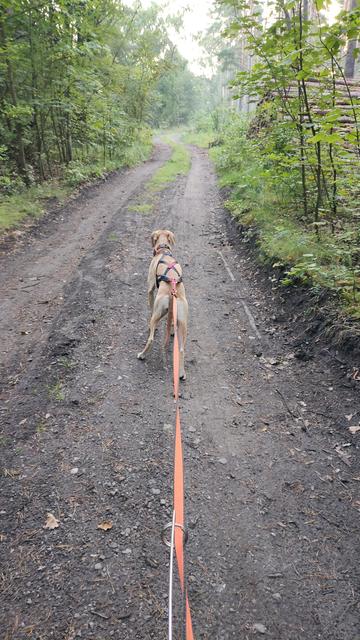 Ein blonder Hund steht eingespannt im Zuggeschirr an gespannter Leine auf einem festen breiten Waldweg.