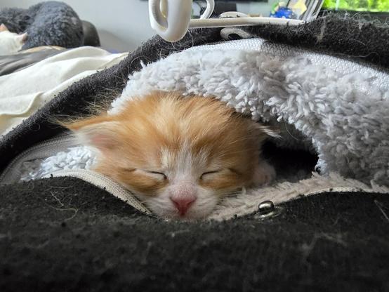 A tiny orange tabby kitten with a white nose and muzzle is also in a kangaroo hoodie pouch that is lined with white furry material, the rest of the hoodie is black.