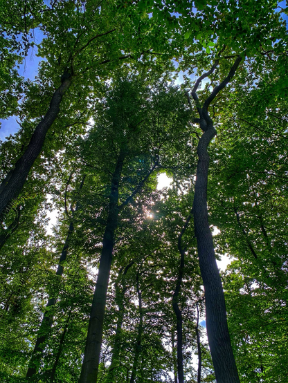 Photograph of forest canopy on a sunny day with a glimpse of blue sky