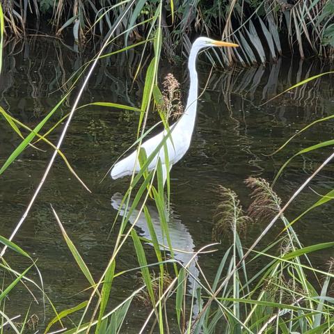 Silberreiher im seichten Kanal stehend.