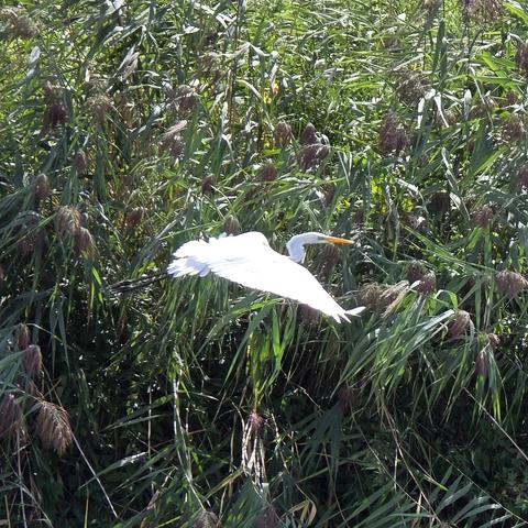 Silberreiher im Flug vorm Schilfufer.