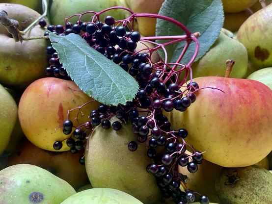 Gros plan sur des pommes jaune orangé et vertes, une grappe de baies de sureau noires posée dessus avec deux feuilles de pommier