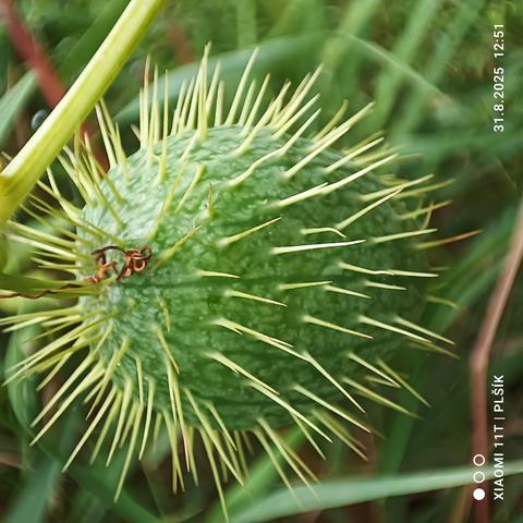 The photo shows a wild cucumber fruit, green and pear-shaped, covered with thorns. There are green plant stems around it and a brown twisted formation at the stem of the plos, which the liana uses to grab onto the surrounding plants.