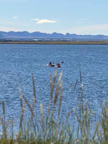Some kayakers are on the sea with tall grasses at the foreground