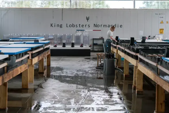 Les bassins où l’entreprise King Lobsters Normandie élève les homards. Elle espère développer l’exportation de cette production industrielle.
