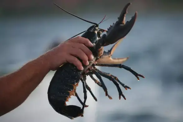 Le homard bleu (Homarus gammarus), crustacé emblématique du Cotentin, est majoritairement capturé au casier, de manière artisanale.