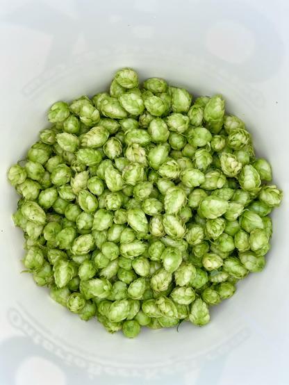 Many hop cones in a white bucket