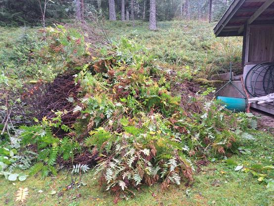 Noin puolitoista metriä korkea kasa leikattua viitapihlaja-angervoa vajan takana.