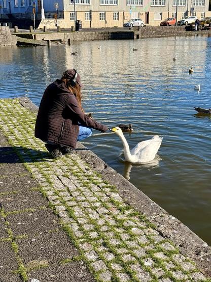A person in a dark jacket and cap feeds a swan on lake Tjörnin. 