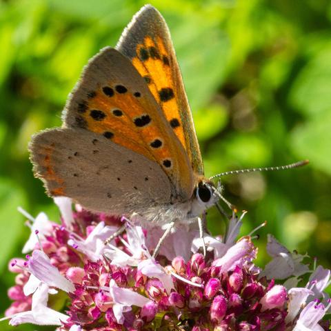 Auf der lila Blüte sitzt der Schmetterling "Feuerfalter" und rüsselt Nektar. Er hat orange-braune Flügel mit schwarzen Punkten.