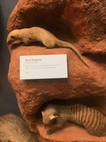 #mongoose is a small terrestrial carnivorous mammal belonging to the family Herpestidae. This family has two subfamilies, the Herpestinae and the Mungotinae. The Herpestinae comprises 23 living species that are native to southern