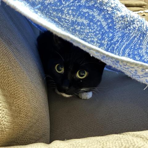 A black and white cat is peeking out from under a blue towel tent draped over a beige sofa. The cat has large, round yellow eyes and is in a curious pose.