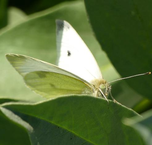 Auf einem grünen Blatt sitzt ein Kohlweissling und schaut mit grossen Augen über den Rand. Sein Rüssel ist eingerollt und die Flügel halb offen - dies Farben sind verschiedene Grüntöne.