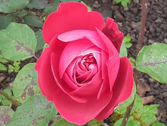 #Blumen #flowers #flower #fleurs #flor 
#flors #blumenfoto #nature #plants 