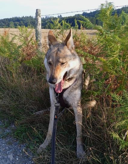 Large brown dog face-on yawning widely. Her ears flipped back, long spoon tongue out.