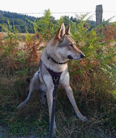 A majestic wolf dog posing on a bank of ferns, gazing to one side. Her legs however are splayed out like a tripod. She looks like a dogs head stuck on three sticks.
