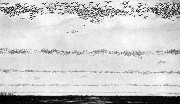 Black-and-white 1920 illustration by Frank Bond showing massive, layered flocks of passenger pigeons flying across the sky in dense formation. The birds appear as endless waves, darkening the horizon—evoking the awe and now-vanished abundance of a species once billions strong.