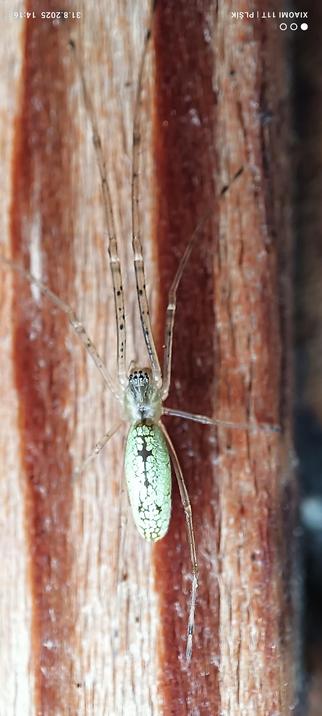 The macro photograph shows a spider against a background of sanded wood. The background shows stripes of dark and light wood in dark and light brown colors. It is possible to deduce its size from this; even with its legs, it is only about one centimeter long. The spider is stretched across the entire frame because its front and rear legs, which are quite long, are stretched up and down - it is oriented vertically. Its legs are translucent like glass with only small black spots. Its body is elongated and covered with irregularly shaped green and gold spots with only a small gap between them, mostly filled with black color, so it looks like a jewel. Eight small black eyes are clearly visible on the front of its head.