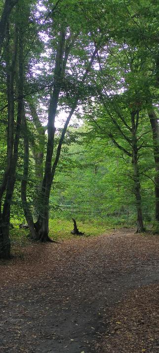 Un sentier forestier couvert de feuilles mortes. Au centre, une racine dressée forme une silhouette étrange, évoquant la pointe recourbée d’un chapeau de sorcière oublié