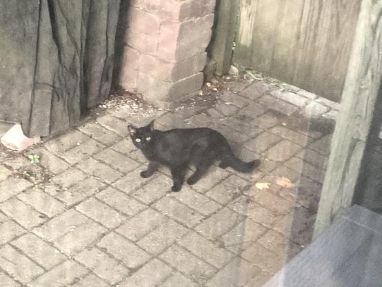 A cat.