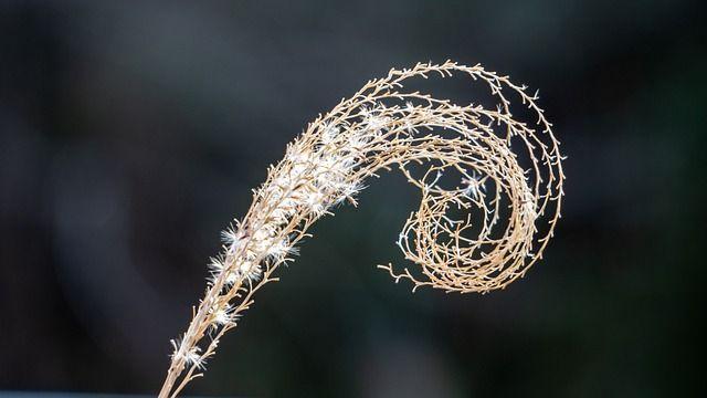 A fruiting head of a grass showing a fibonacci spiral.