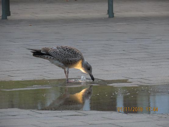 Goéland boit de l'eau à une fontaine lumineuse