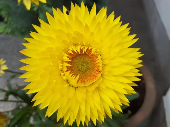 #Blumen #flowers #flower #fleurs #flor 
#flors #blumenfoto #nature #plants