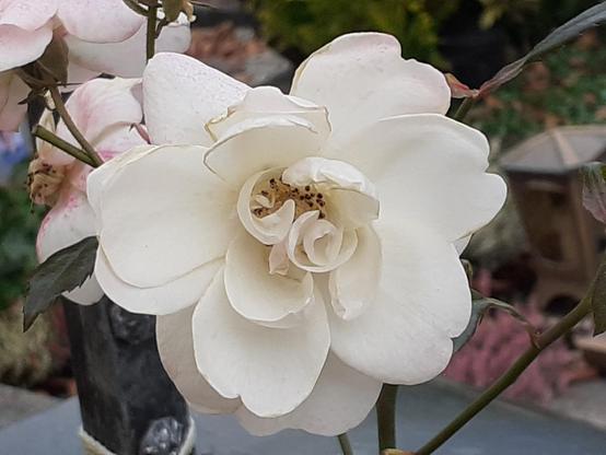 #Blumen #flowers #flower #fleurs #flor 
#flors #blumenfoto #nature #plants