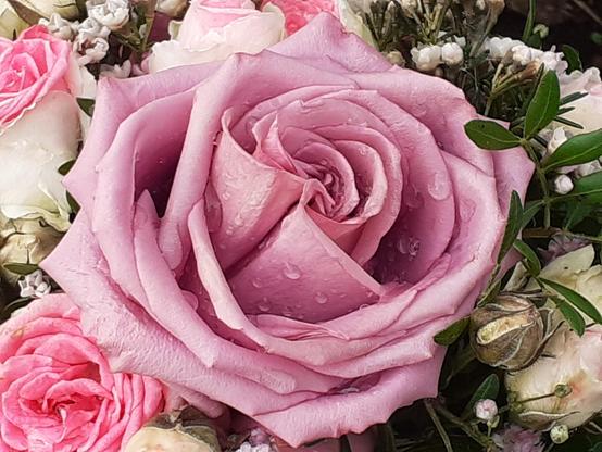 #Blumen #flowers #flower #fleurs #flor 
#flors #blumenfoto #nature #plants