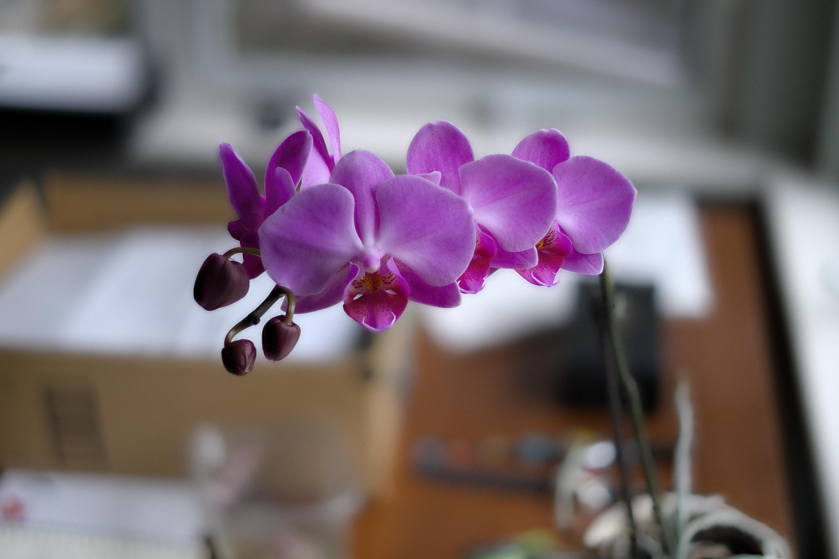 Blooming pink orchid, with all flowers very sharp, against a blurred background of a cluttered desk.